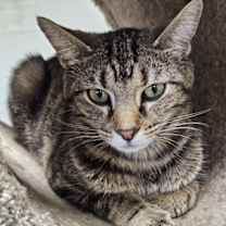 Thumbnail photo of Anise #3