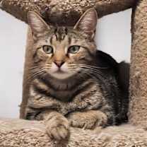 Thumbnail photo of Anise #4