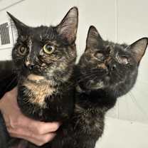 Thumbnail photo of Tortilla #3