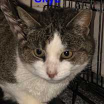 Thumbnail photo of Skye Teresa #1