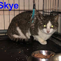 Thumbnail photo of Skye Teresa #2