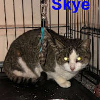 Thumbnail photo of Skye Teresa #3