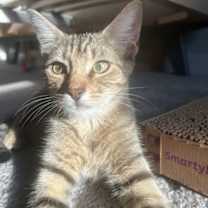 Thumbnail photo of Tiger Lily #1