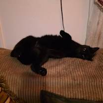 Thumbnail photo of Shadow #1