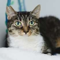 Thumbnail photo of Chatty #3