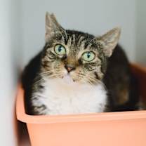 Thumbnail photo of Chatty #4