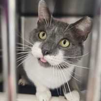 Thumbnail photo of Mr. Grey #2