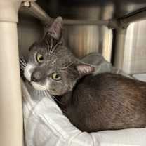 Thumbnail photo of Mr. Grey #3