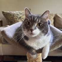 Thumbnail photo of Celeste #1