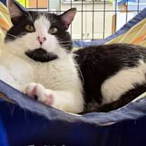 Thumbnail photo of Orion #2