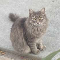 Thumbnail photo of Puffy #1