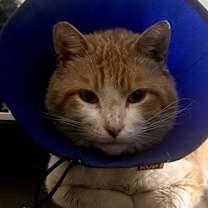 Thumbnail photo of Irish #4