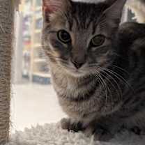 Thumbnail photo of REDSTONE #1