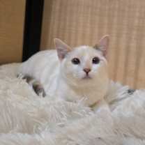 Thumbnail photo of Petunia #1