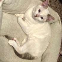 Thumbnail photo of Petunia #2