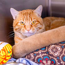 Thumbnail photo of Symba #1