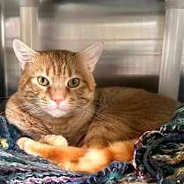 Thumbnail photo of Symba #2