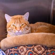 Thumbnail photo of Symba #3