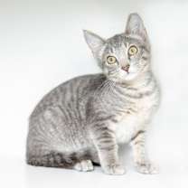 Thumbnail photo of Potato #2