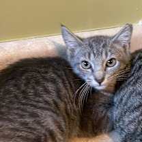 Thumbnail photo of Potato #4