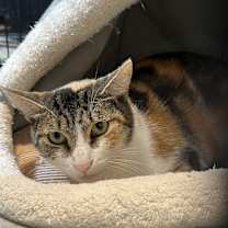 Thumbnail photo of "Cali" Calico #2