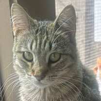 Thumbnail photo of MASERATI #2