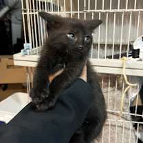 Thumbnail photo of Arpeggio #4