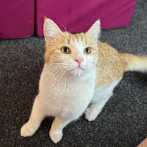 Thumbnail photo of Brewsky #4