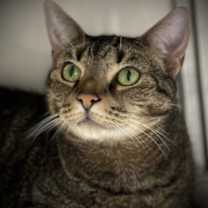 Thumbnail photo of Patches #2