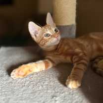 Thumbnail photo of Sunshine #2