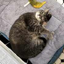 Thumbnail photo of Zoey #2