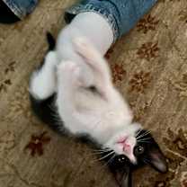 Thumbnail photo of Hermione #2