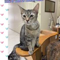 Thumbnail photo of Pebbles *Cyd #2