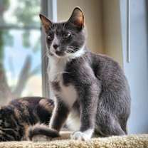 Thumbnail photo of Custard #3