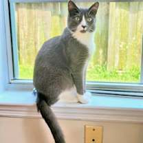 Thumbnail photo of Custard #4