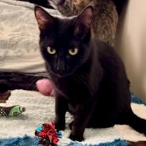 Thumbnail photo of Florence Nightingale #1