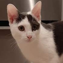 Thumbnail photo of Kale #2