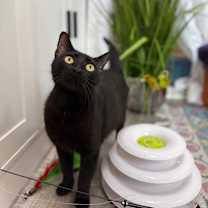 Thumbnail photo of Easter Montes #1