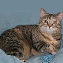 Thumbnail photo of Gypsy #3