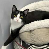 Thumbnail photo of Radicchio #2