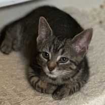 Thumbnail photo of Romaine #1