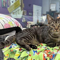 Thumbnail photo of Romaine #2