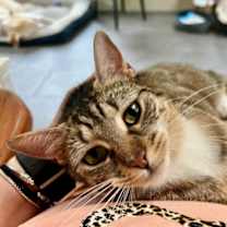 Thumbnail photo of Scarlett #1