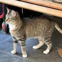 Thumbnail photo of Scarlett #4