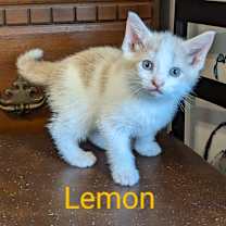 Thumbnail photo of Lemon #2