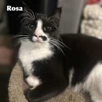 Thumbnail photo of Rosa #2