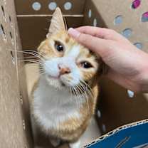 Thumbnail photo of Gum Drop - One Look and You'll Melt #4