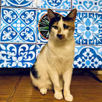 Thumbnail photo of Hen-rieta #1