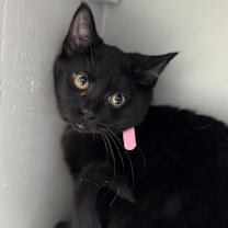 Thumbnail photo of Luna - pink #2