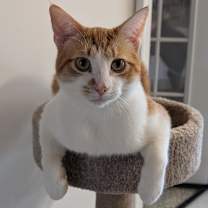 Thumbnail photo of Remus #1